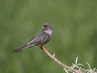 Red-footed falcon, Falco vespertinus
