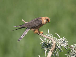 Red-footed falcon, Falco vespertinus