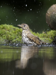 Song thrush, Turdus philomelos