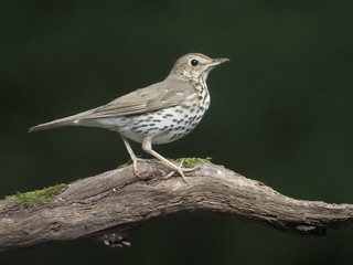 Song thrush, Turdus philomelos