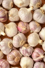 Garlic