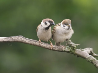 Tree sparrow, Passer montanus