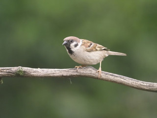 Tree sparrow, Passer montanus
