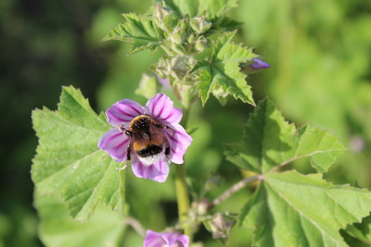 Flor abeja 