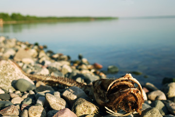 skeleton of fish lying on stones
