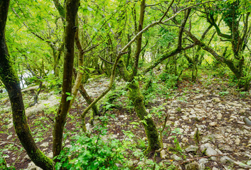 The moss-covered branches of trees after the rain in the forest. High humidity. Nature background