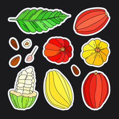 Vector doodle cacao fruit illustration set