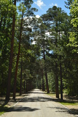 Pretty Grove Reflected In The Lake In The Beautiful Gardens Of The Farm. Art History Biology. June 19, 2018. La Granja Segovia Spain.