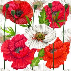 Poppy flowers  seamless on white background,vector illustration