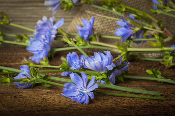 Chicory flower (Cichorium intybus) close up on a table