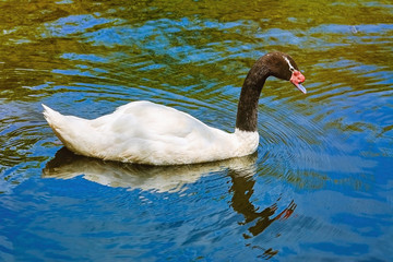 Black-necked Swan