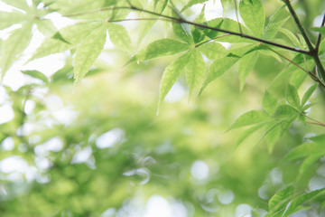 Fototapeta na wymiar Japanese maples leaves with vintage film style