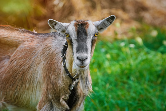 Portrait of Billy Goat