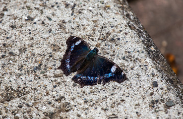 Blue Admiral butterfly on a step.