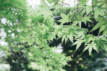 Japanese maples leaves with vintage film style