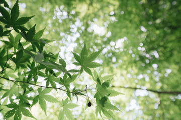 Japanese maples leaves with vintage film style