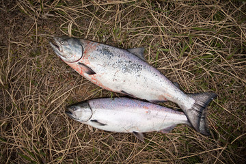 Fishing, salmon, Kamchatka peninsula