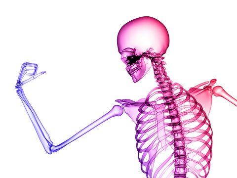 X RAY SKELETON 3D RENDER