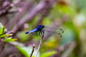A tight macro shot of a Japanese blue dragonfly