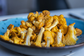 Fresh washed and cleaned chanterelle in a blue bowl closeup