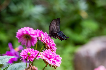 Japanese black spangle butterfly