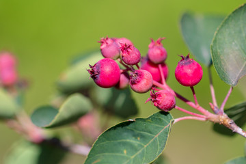 Ripe red berries on a tree branch in Russia