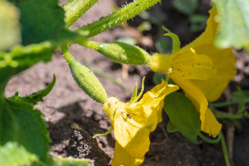 Cucumbers on a bush in the garden