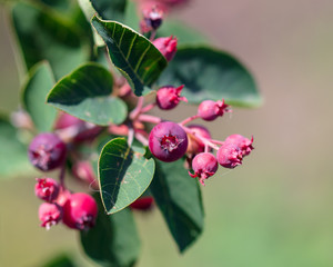 Ripe red berries on a tree branch in Russia