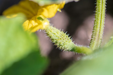 Fototapeta premium Cucumbers on a bush in the garden