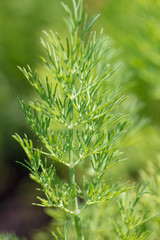 Green dill in the garden as a background
