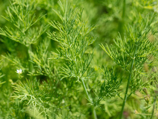 Green dill in the garden as a background