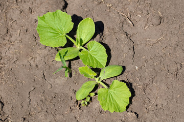 A green sprout of pumpkin in the ground in nature