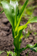 Green leaves on corn in the nature