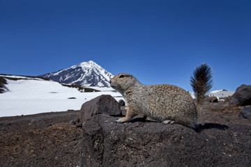 ground squirrel, russia, Kamchatka Peninsula