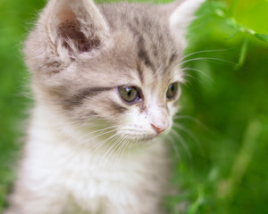 Obraz premium Portrait of a kitten in green grass