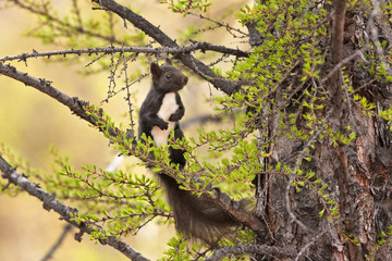 red squirrel, sciurus vulgaris