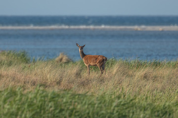 Rotwild am meer