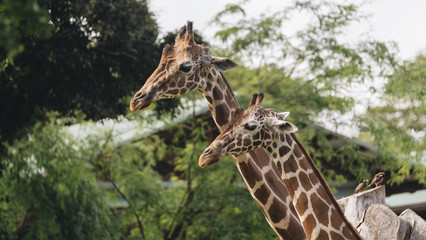 Giraffes