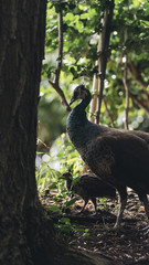Mother peacock and her young