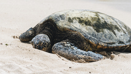 Sea Turtles on North Shore