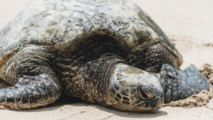 Sea Turtles on North Shore