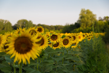 sunflower field at summer