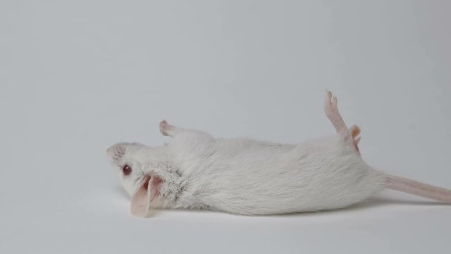 The white mouse dies after testing the poison.