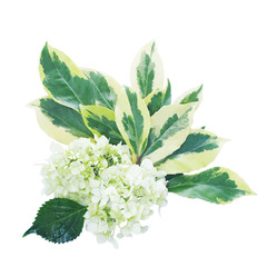 flowers of knapweed on a white background