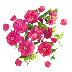 floral background of camellia japonica