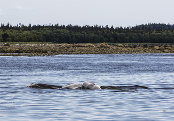 Fototapeta premium Belugas frolic at Cape Beluzhy on the Solovetsky Islands, the White sea, Russia