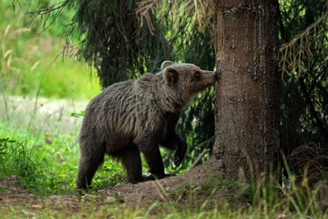 Obraz na płótnie Canvas brown bear, ursus arctos, Slovakia, Malá Fatra national park