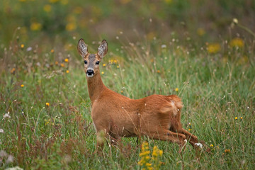 roe deer, capreolus capreolus