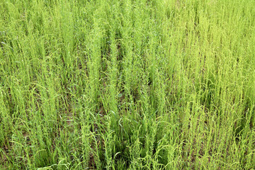 Field with flax shoots
