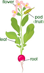 Parts of plant. Morphology of flowering radish plant with title